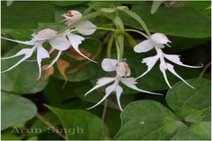 Habenaria crinifera